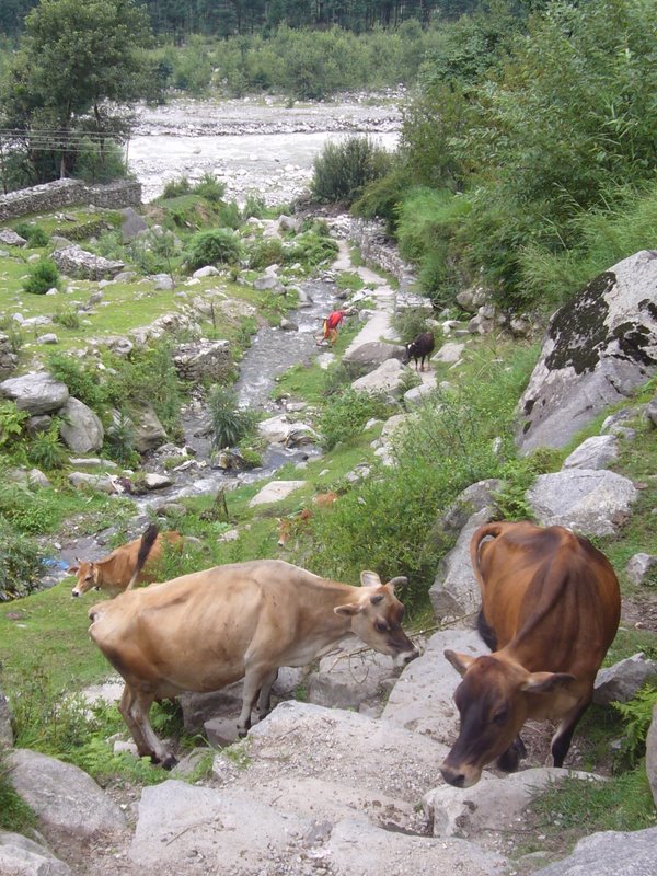 Travel - India - Himachal Pradesh - Manali - Vashisht and Around